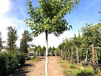 Amberboom liquidambar 'worplesdon', dakboom, herfstverkleuring, ca. 3 m hoog - afbeelding 1 van  1