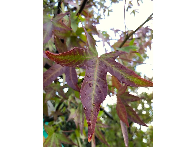 Amberboom liquidambar 'worplesdon', herfstverkleuring, ca. 6 m hoog - afbeelding 2 van  2