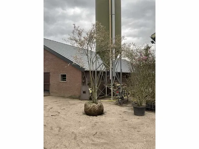 Amelanchier lamarckii krentenstruik (3x) - afbeelding 3 van  4