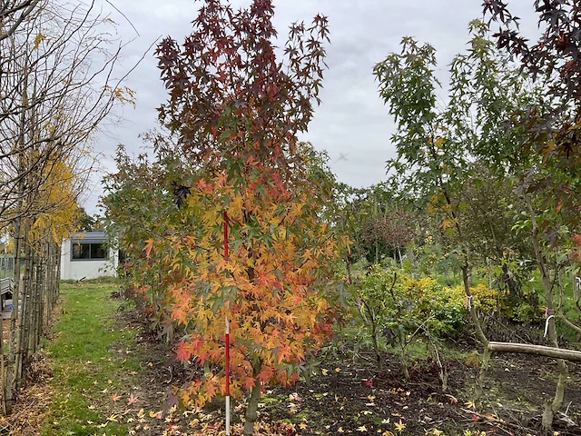Amerikaanse amberboom - liquidambar s. 'worplesdon' - afbeelding 1 van  4