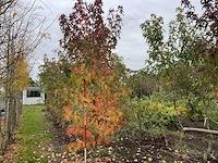Amerikaanse amberboom - liquidambar s. 'worplesdon'
