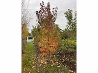 Amerikaanse amberboom - liquidambar s. 'worplesdon' - afbeelding 2 van  4