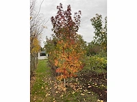 Amerikaanse amberboom - liquidambar s. 'worplesdon' - afbeelding 3 van  4