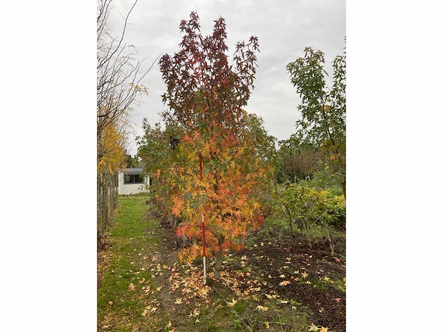 Amerikaanse amberboom - liquidambar s. 'worplesdon' - afbeelding 4 van  4