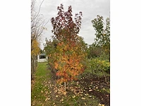 Amerikaanse amberboom - liquidambar s. 'worplesdon' - afbeelding 4 van  4