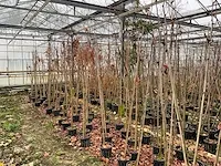 Amerikaanse amberboom (3x) - afbeelding 1 van  5