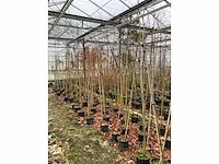 Amerikaanse amberboom (3x) - afbeelding 3 van  5
