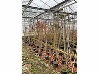 Amerikaanse amberboom (3x) - afbeelding 4 van  5