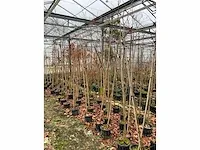 Amerikaanse amberboom (3x) - afbeelding 5 van  5