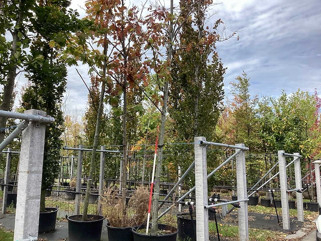 Amerikaanse eik - sierbomen - afbeelding 1 van  4