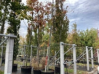 Amerikaanse eik - sierbomen - afbeelding 1 van  4