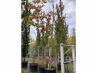 Amerikaanse eik - sierbomen - afbeelding 2 van  4