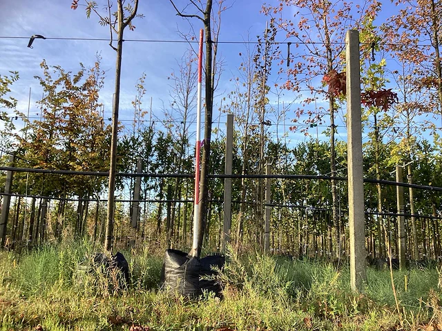 Amerikaanse krentenboom - sierboom - afbeelding 1 van  3