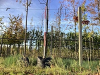 Amerikaanse krentenboom - sierboom