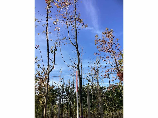 Amerikaanse krentenboom - sierboom - afbeelding 2 van  3