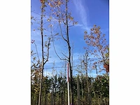 Amerikaanse krentenboom - sierboom - afbeelding 2 van  3
