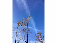 Amerikaanse krentenboom - sierboom - afbeelding 3 van  3