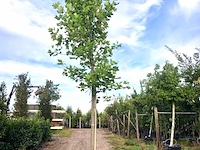 Amerikaanse tulpenboom liriodendron tulipifera, gele herfstkleur, ca. 6 m hoog - afbeelding 1 van  1