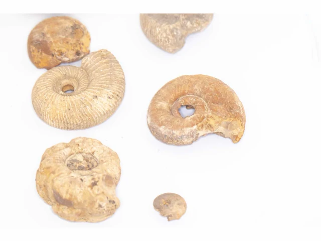 Ammoniet sp. fossiel (laat-jura - 165 mil jaar) fossielencollectie - afbeelding 6 van  12