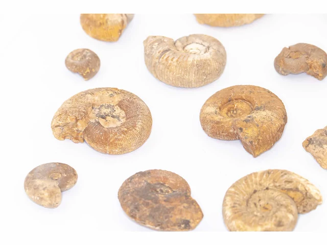 Ammoniet sp. fossiel (laat-jura - 165 mil jaar) fossielencollectie - afbeelding 7 van  12
