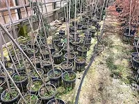 Amur kurkboom (25x) - afbeelding 1 van  4