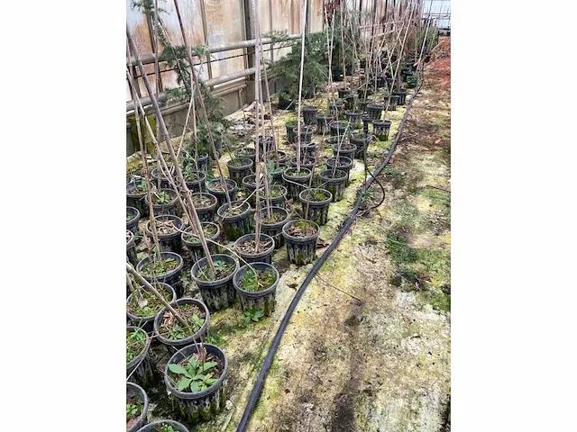 Amur kurkboom (25x) - afbeelding 4 van  4
