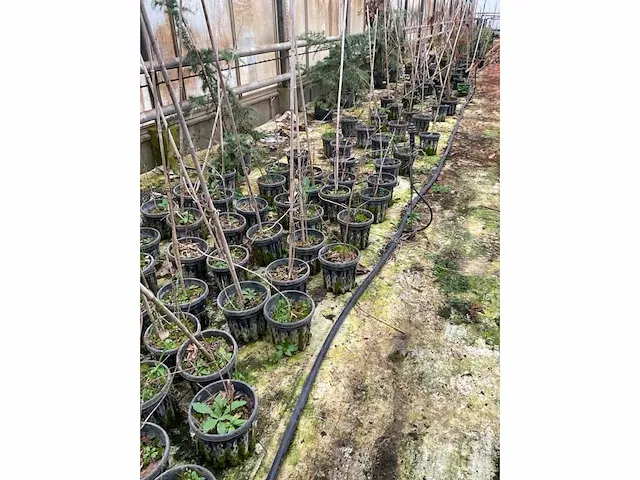 Amur kurkboom (5x) - afbeelding 2 van  4