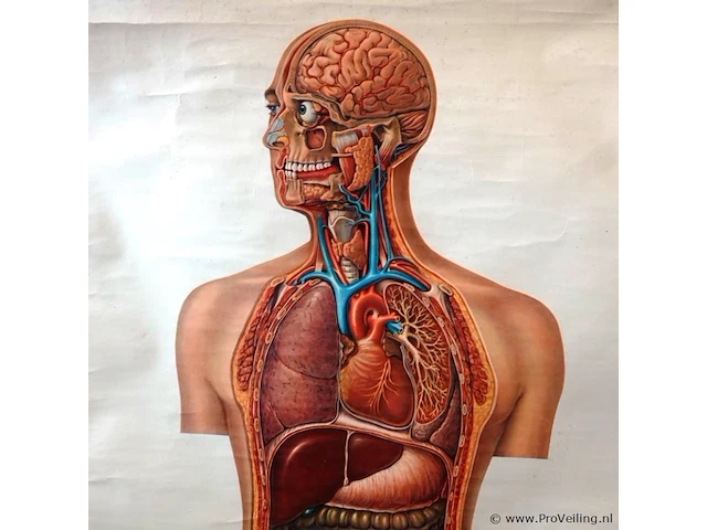 Anatomie kaart op papier - afbeelding 2 van  5