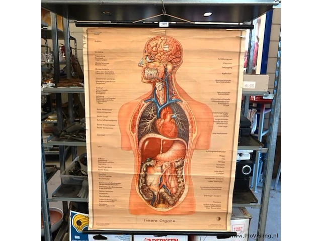 Anatomie kaart (schaal 1/1) - afbeelding 1 van  5