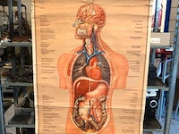 Anatomie kaart (schaal 1/1) - afbeelding 1 van  5