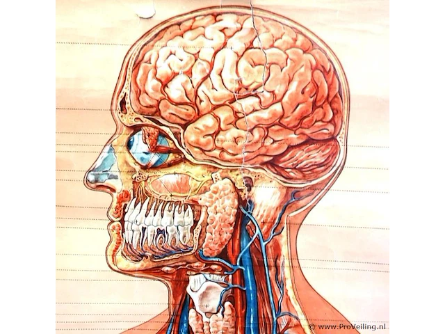 Anatomie kaart (schaal 1/1) - afbeelding 4 van  5