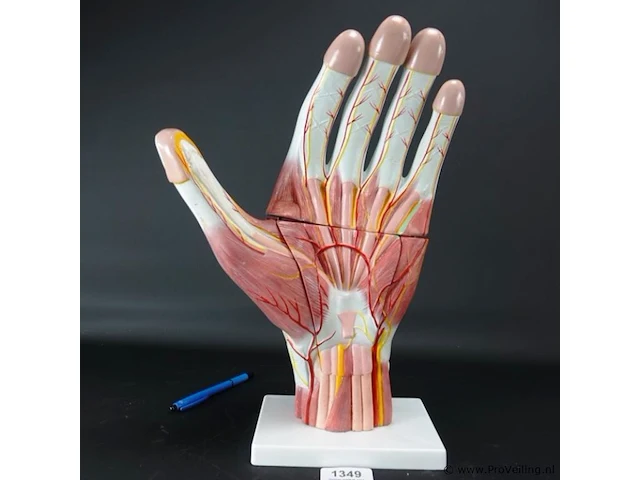 Anatomische hand - afbeelding 1 van  4