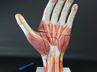 Anatomische hand - afbeelding 1 van  4
