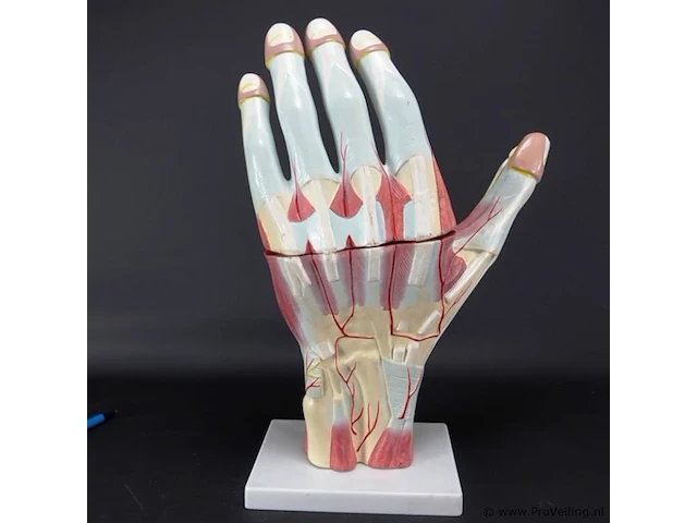 Anatomische hand - afbeelding 2 van  4