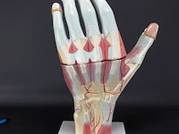 Anatomische hand - afbeelding 2 van  4