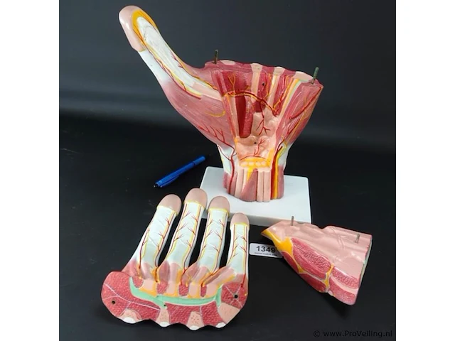 Anatomische hand - afbeelding 3 van  4
