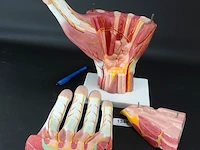 Anatomische hand - afbeelding 3 van  4