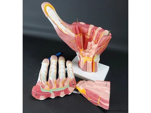 Anatomische hand - afbeelding 4 van  4