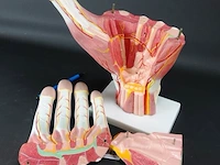 Anatomische hand - afbeelding 4 van  4