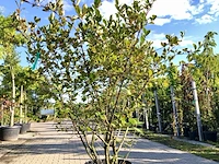 Appelbes aronia melanocarpa, fruitstruik, zwarte bessen, ca. 175 cm - afbeelding 1 van  2