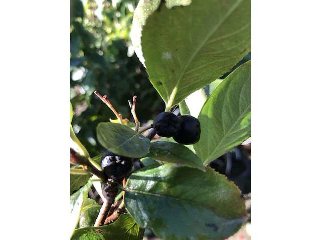 Appelbes aronia melanocarpa, fruitstruik, zwarte bessen, ca. 175 cm - afbeelding 2 van  2