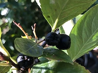 Appelbes aronia melanocarpa, fruitstruik, zwarte bessen, ca. 175 cm - afbeelding 2 van  2