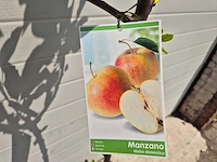 Appelboom - fruit tree - malus domestica - hoogte ca. 170cm - afbeelding 2 van  3