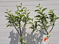 Appelboom - fruit tree - malus domestica - hoogte ca. 170cm - afbeelding 3 van  3