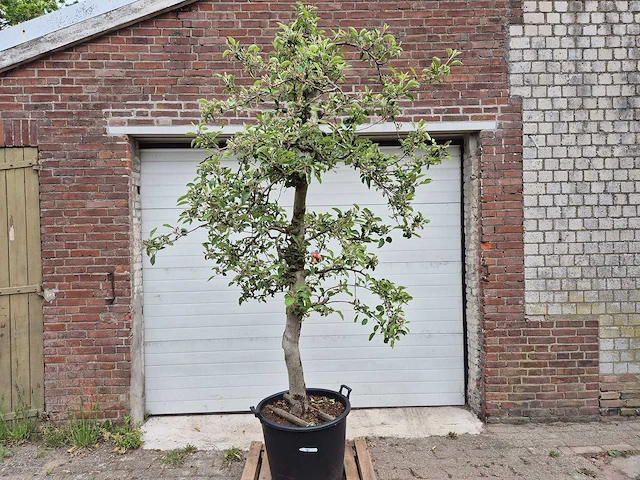 Appelboom braeburn - fruit tree - malus domestica - hoogte ca. 250 cm - afbeelding 1 van  6