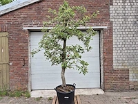 Appelboom braeburn - fruit tree - malus domestica - hoogte ca. 250 cm - afbeelding 1 van  6