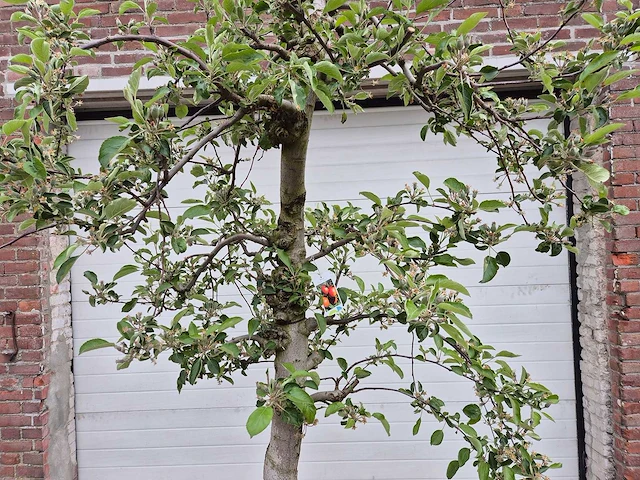 Appelboom braeburn - fruit tree - malus domestica - hoogte ca. 250 cm - afbeelding 2 van  6
