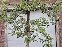 Appelboom braeburn - fruit tree - malus domestica - hoogte ca. 250 cm - afbeelding 2 van  6