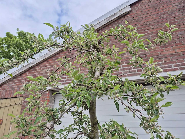 Appelboom braeburn - fruit tree - malus domestica - hoogte ca. 250 cm - afbeelding 3 van  6