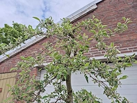 Appelboom braeburn - fruit tree - malus domestica - hoogte ca. 250 cm - afbeelding 3 van  6